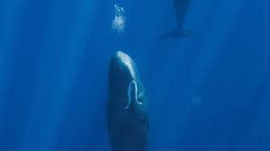 Why Are These Whales Floating Upside-Down? They Might Just Be Moms Who Need a Break From Feeding Their Babies - Smithsonian Magazine