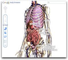 Resultado de imagen para cuerpo humano