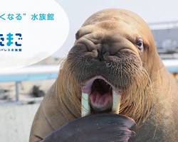 大分マリーンパレス水族館 うみたまごの画像