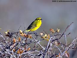 Hasil gambar untuk name canary birds