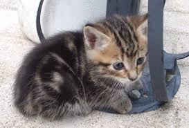 Résultat de recherche d'images pour