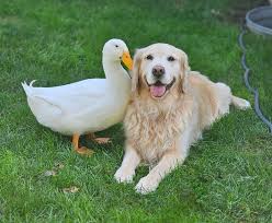 A duck and a dog formed an unlikely friendship. Now they’re inseparable.