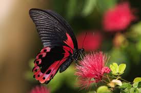 Resultado de imagen para mariposas reales
