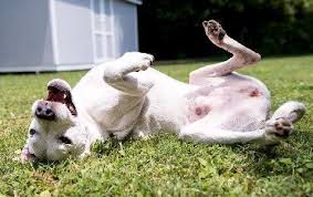 Image result for +dog