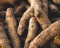 跌打常用藥材的圖片