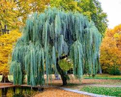 Image of Willow tree