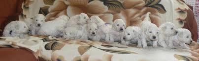 Afbeeldingsresultaat voor Komondor puppy