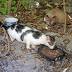 Beloved beach cats losing shelter as city bulldozes invasive dune ...