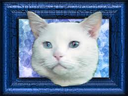 Frame: Blue Background: Blue Eyes: Blue Cat: Angel Madison Blue - Madison