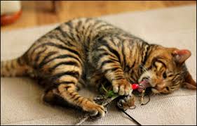 Image result for cat tiger breed