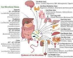 รูปภาพGut microbiome