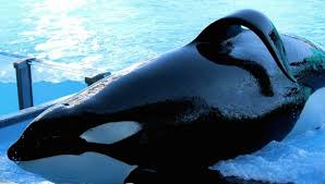 Image result for orca collapsed dorsal fin