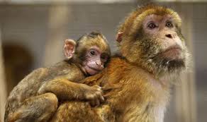 Image result for MONKEYS