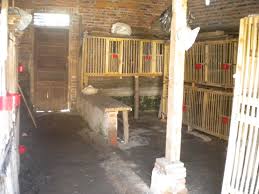 Hasil gambar untuk ayam birma hari ini