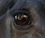 Oeil de cheval photo