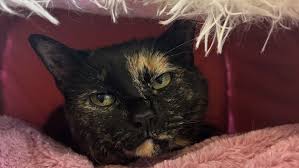 Portage firefighter remembered during charity game in MI