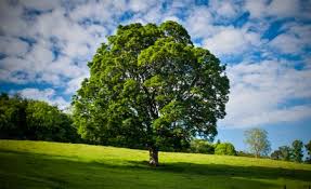 Resultado de imagem para fotos de árvores