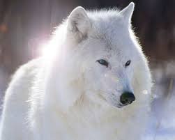 Resultado de imagem para lobos