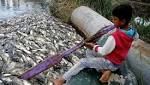 Thousands carp mysterious circumstances Iraq