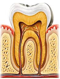 Resultado de imagen para cemento radicular dental