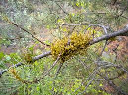 ผลการค้นหารูปภาพสำหรับ Parasitic plants