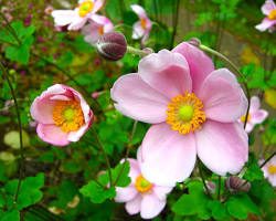 シュウメイギクの画像