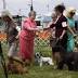 Toledo Kennel Club show spotlights the best of the best
