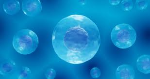 New method preserves iPS cells for regenerative medicine
