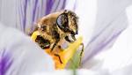  Woman dies after 'acupuncture' session that used live bees instead of needles