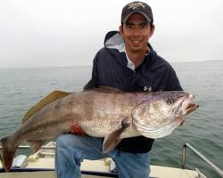 Image of White Seabass fish