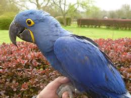 Image result for baby macaw parrot for sale
