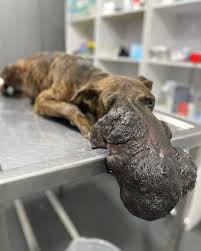 Rafaela hoy se sometió a su primer cirugia, fue una larga ...
