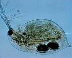 Image of Water fleas (animal)
