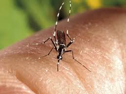 Moustique Tigre: Chikungunya EXPLOSE! 10 Cas Autochtones à Dijon!