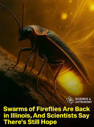 Fireflies Are Back: A Glimmer of Hope for Our Ecosystems! 🌟 – New and Tips