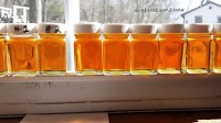 Unseasonably warm Southern New England weather cuts maple syrup season short