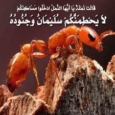 عندما يقتحم النمل منزلك ،، خاطبيه