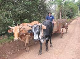 Resultado de imagem para fotos de carroças de bois