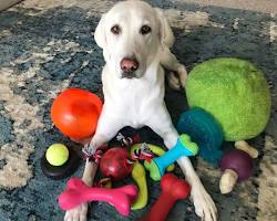 dog playing with a variety of toysの画像