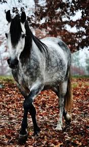 Image result for HORSE