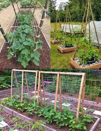 Plants and gardening - How to create a productive & beautiful garden with an easy DIY trellis Full guide in the first comment 💬👀 | Facebook