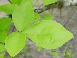 Image result for images of bilva patra juice
