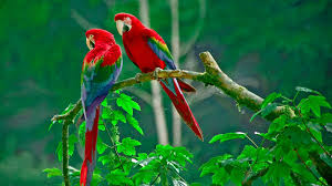 Image result for macaw parrot hd