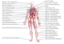 Resultado de imagen para cuerpo humano