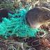 Adam and Neal end a seal's ordeal at Manyana | Video