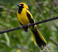 Image result for yellow oriole images