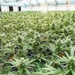  Medical marijuana goes on sale this week, but not in Berks