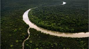 Hasil gambar untuk hutan kalimantan tengah