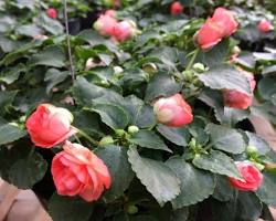 Gambar Bunga Impatiens