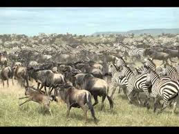 Image result for animals in serengeti